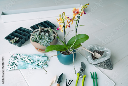 Gardening at home indoor repotting of orchid flowers in new planter with garden tools. Leaf propagation of succulents tray. photo