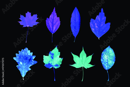 Set of fluorescent leaves on a black background. 