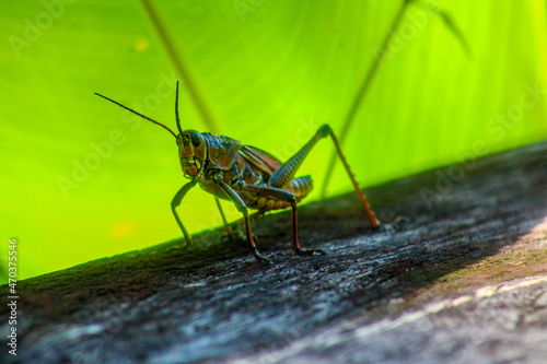 Close up of an Eastern Lubber Grasshopper 