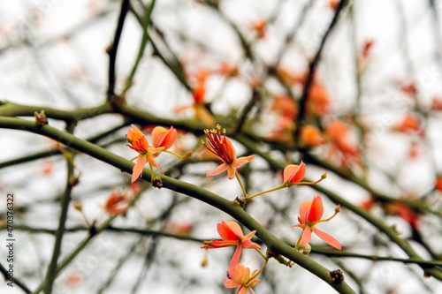 plum blossoming or desert tree called kair, capparis plants orange flowers on selective focus, beautiful view of karira plants flowers and fruits. Capparis decidua (karira or kerda) plant's flower photo