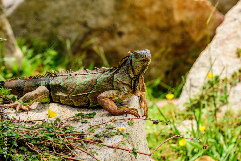 Green iguana also known as the American iguana is a lizard reptile in the genus Iguana in the iguana family. Green iguana also known as the American iguana is a lizard reptile in the genus Iguana in the iguana family.
