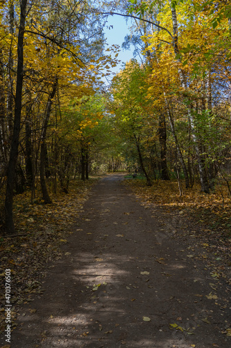 Trail in the autumn forest in sunny weather. © ELENA MASTEROVA