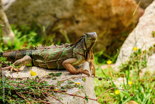 Green iguana also known as the American iguana is a lizard reptile in the genus Iguana in the iguana family. photo
