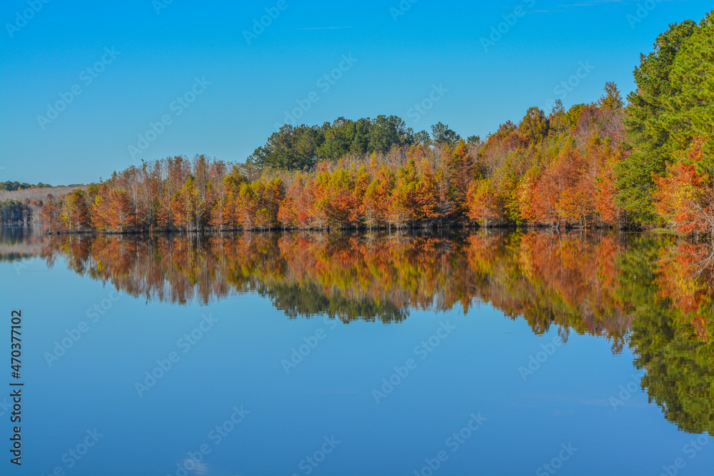 Mirror image of the beautiful colorful leaves on the trees, along the Little Ocmulgee River, McRae, Georgia