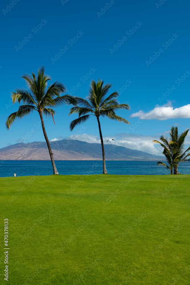 Palms island paradise wallpaper. Coconut palm trees, beautiful tropical texture with sun light on sky abstract background.