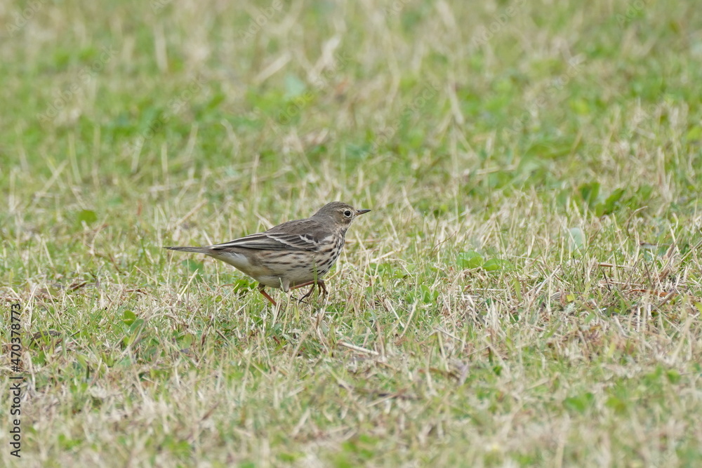 buff bellied pipit in the field buff bellied pipit in the field