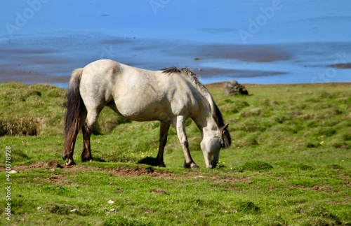 horses in the meadow