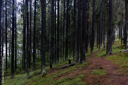  many pine trees on the forest path © Anton