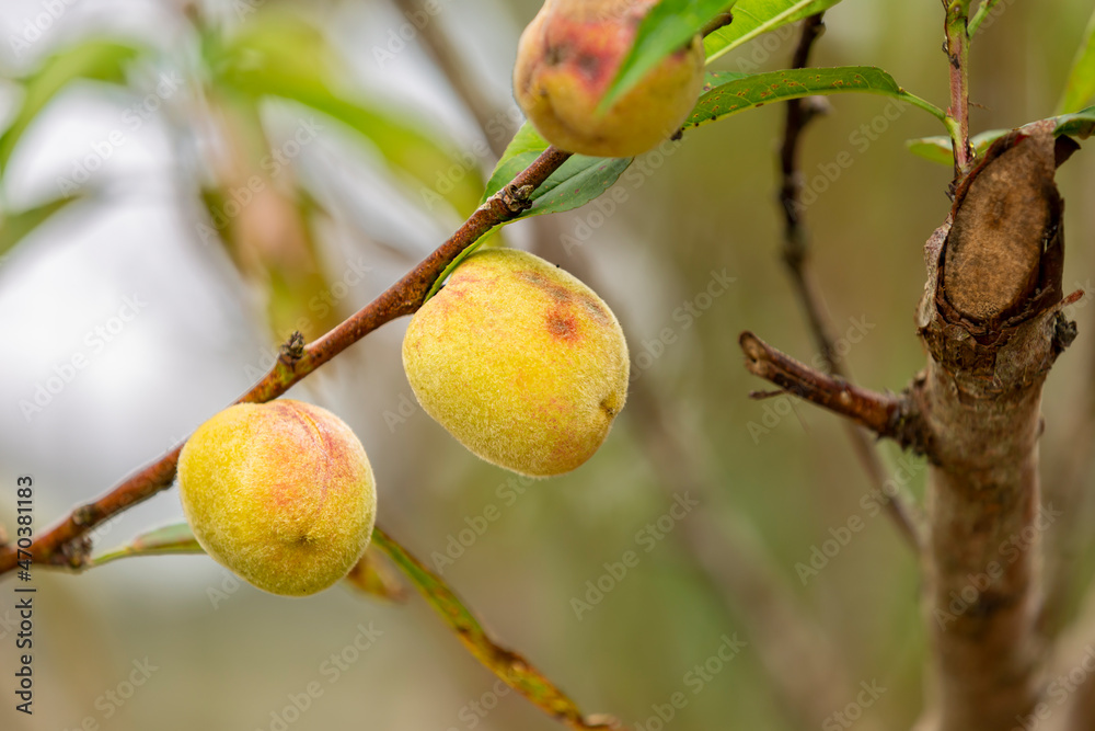 wild peach wild peach