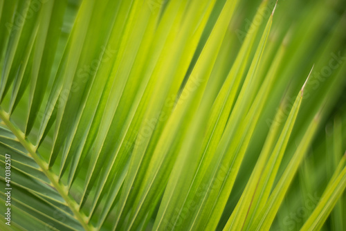 Coconut palm trees green texture background. Tropical palm coconut trees on sky  nature background. Green leaves foliage pattern texture in a jungle.