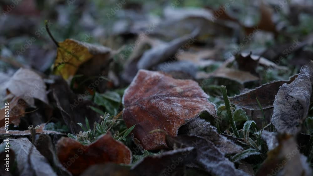 Frosty leaf in autumn Frosty leaf in autumn