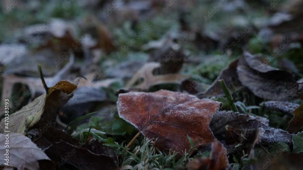 Frosty leaf in autumn Frosty leaf in autumn