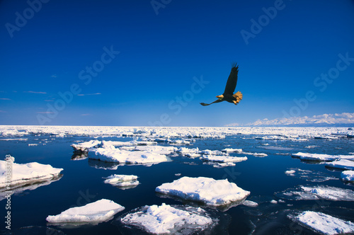 オホーツク海の流氷と鷲合成