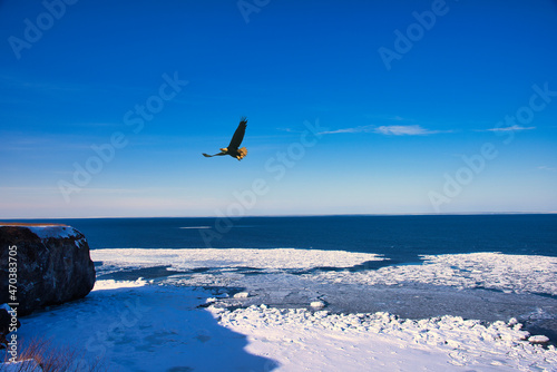オホーツク海の流氷と鷲合成