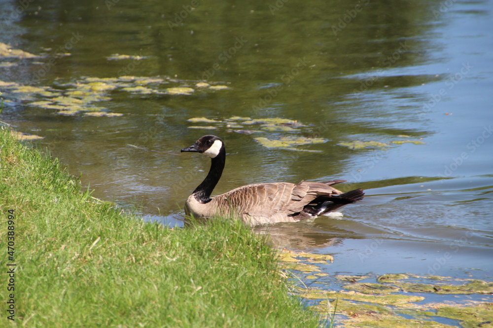 goose swimming, William Hawrelak Park, Edmonton, Alberta goose swimming, William Hawrelak Park, Edmonton, Alberta