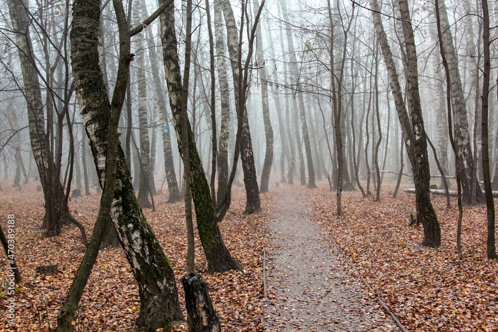 forest in autumn