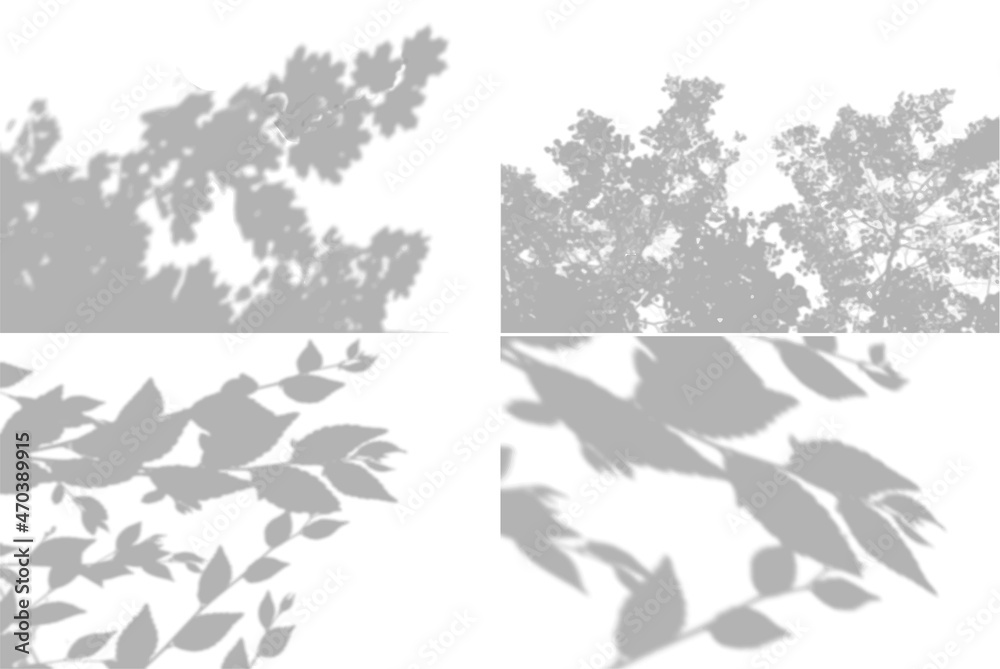 4 Summer background shadows from maple leaves, willow leaves on a white wall. White and black for photo or mockup 4 Summer background shadows from maple leaves, willow leaves on a white wall. White and black for photo or mockup
