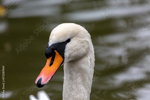 Portrait of white mute swan