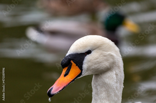 Fototapeta Naklejka Na Ścianę i Meble -  Portrait of white mute swan
