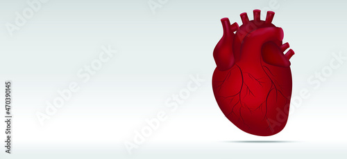 Human heart illustration on white background for cardiology. Anatomy of Heart.