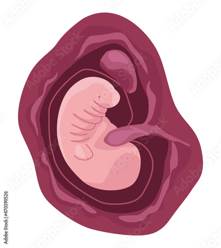 fetus with one month