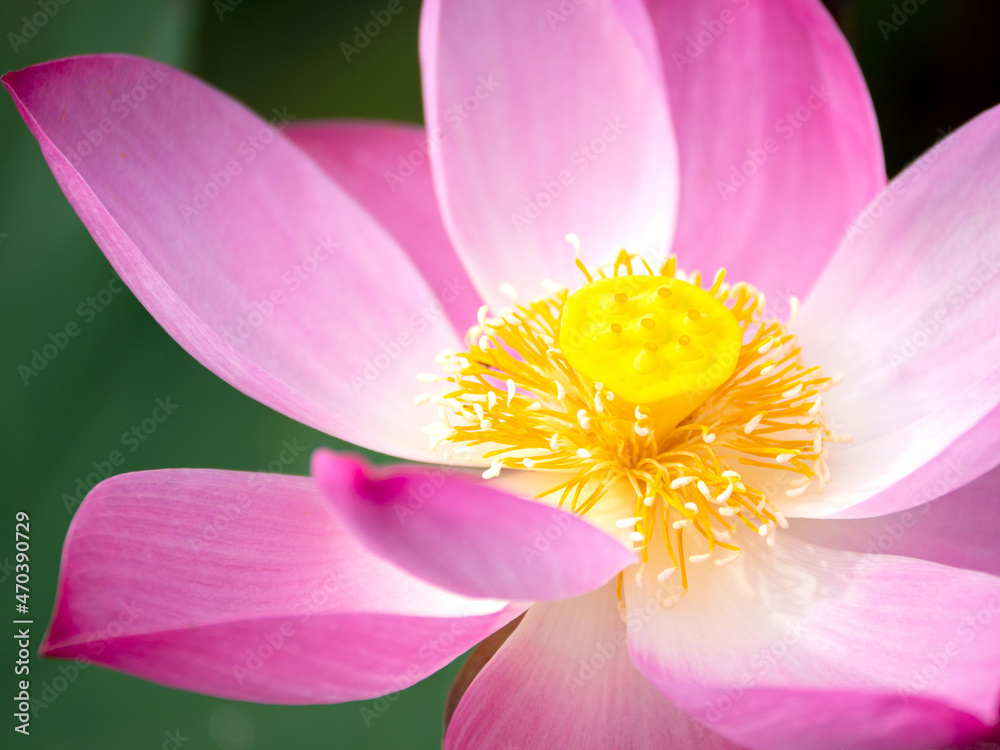 Close up of blooming beautiful pink lotus flower in the ponds at the garden Close up of blooming beautiful pink lotus flower in the ponds at the garden