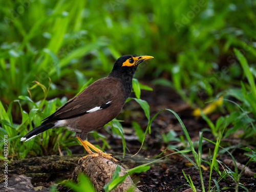 Close up of bird on green grass in the park