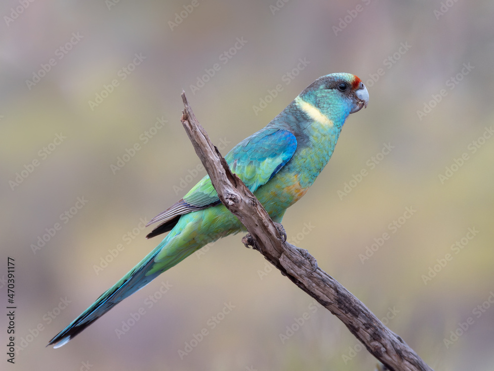 side view of a male mallee ringneck parrot perched on a branch at gluepot reserve