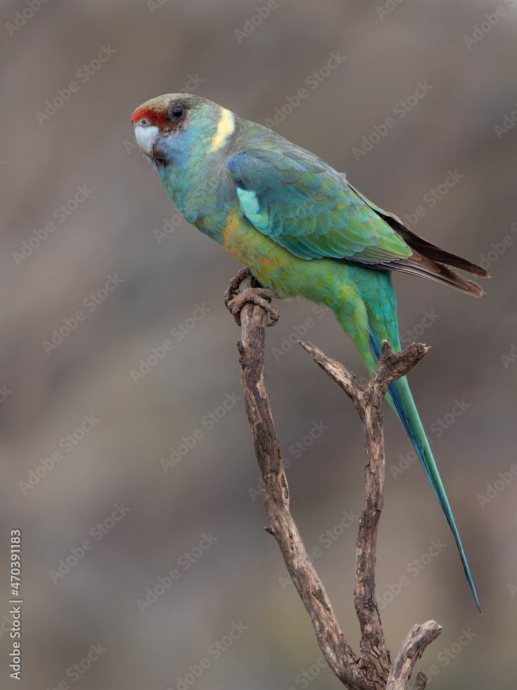 a male mallee ringneck parrot perched on a branch at gluepot reserve a male mallee ringneck parrot perched on a branch at gluepot reserve