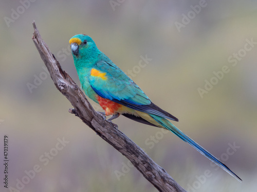 a male mulga parrot on a branch at gluepot reserve