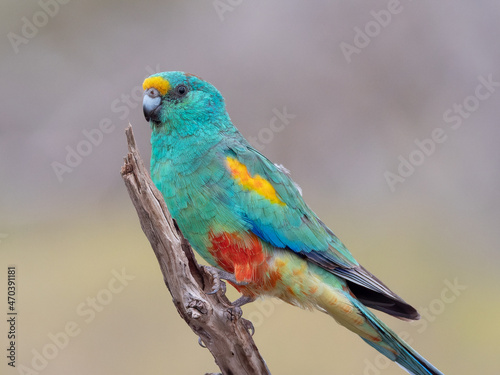 close up of a a male mulga parrot on a branch at gluepot reserve