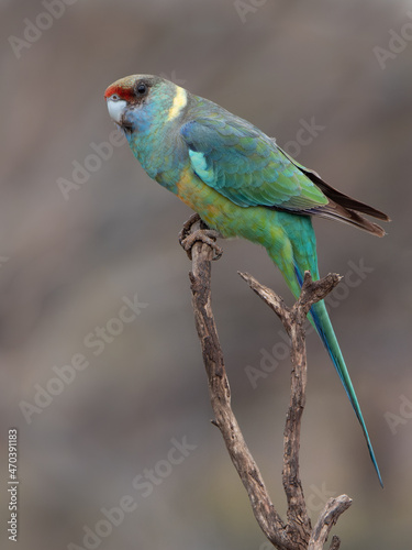 a male mallee ringneck parrot perched on a branch at gluepot reserve © chris