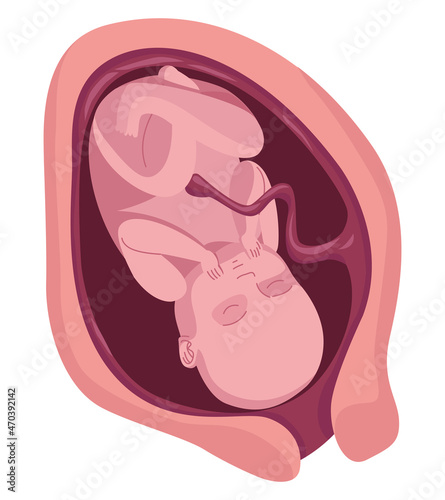fetus with nine months