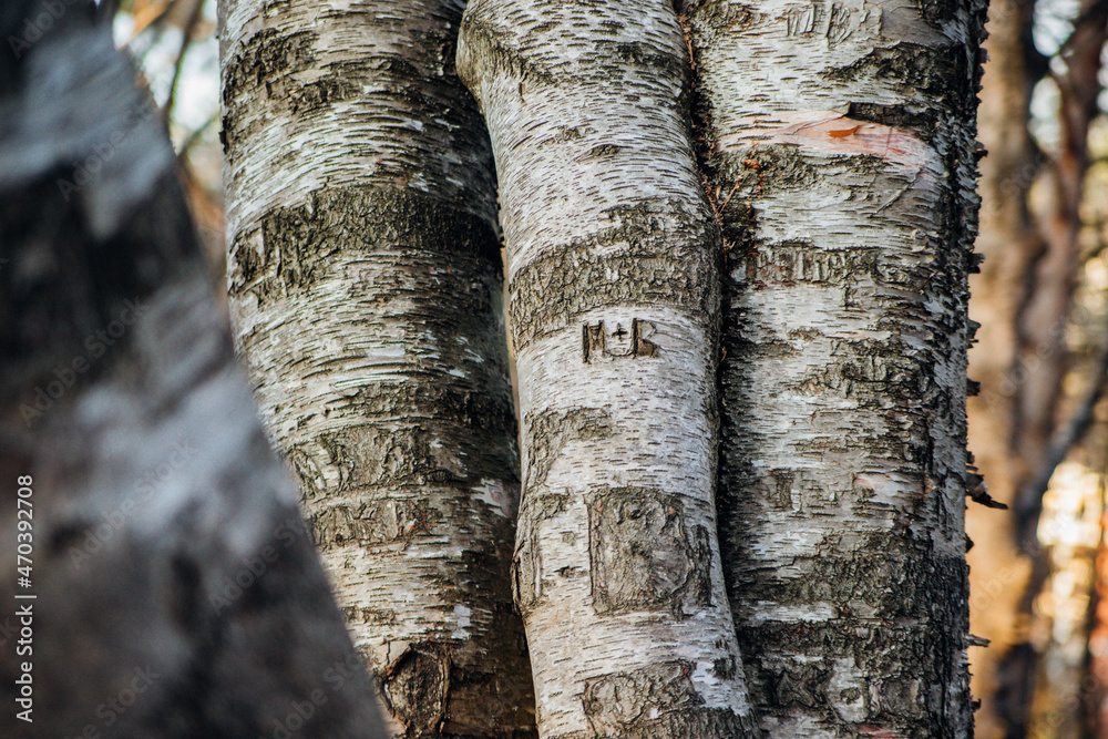 Naklejka premium Carved letters on the bark of a tree. Romantic signature.Relief texture and background.