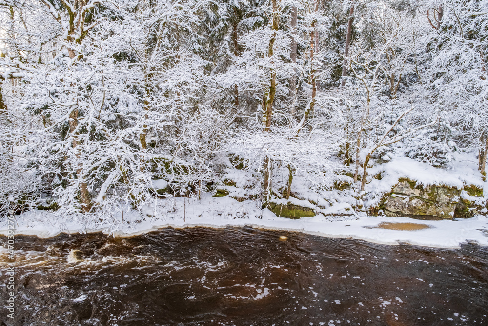Obraz premium Forest with hoarfrost by a river