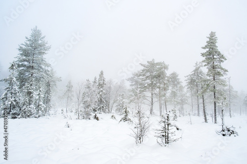 Wintery forest in cold fog on a bog
