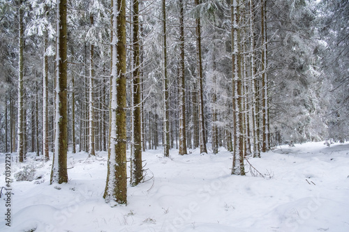 Snowy spruce forest in winter