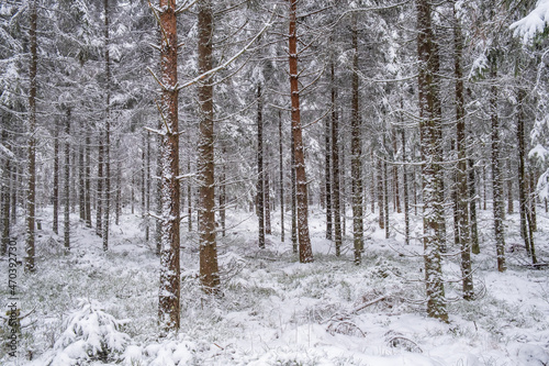 Snowy coniferous forest in winter