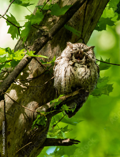 Eastern Screech Owl (Megascops asio) spitting out a pellet. Owls typically swallow their prey whole and latter a pellet of the indigestible parts of the prey are coughed up. 