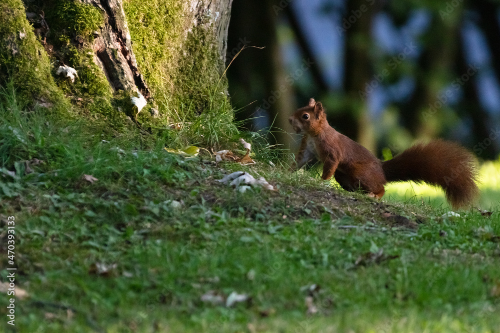 squirrel in the forest