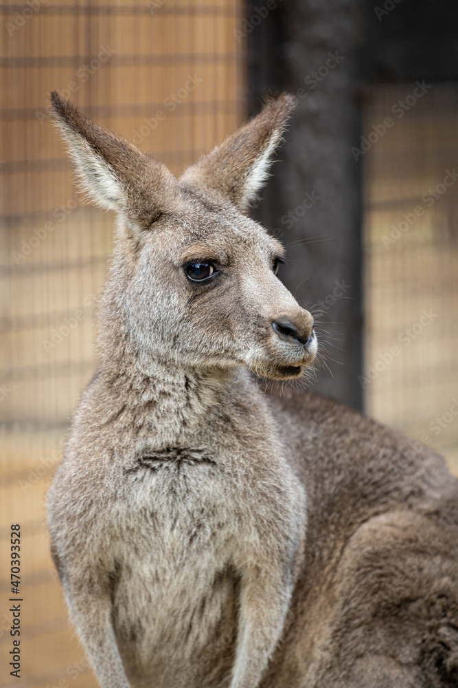 カンガルーの近影