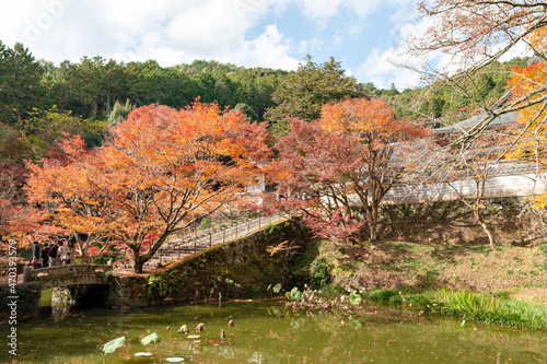 Colorful autumn leaves in Entsuji temple in Tamba, Hyogo, Japan