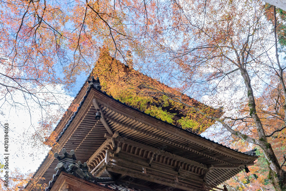 Colorful autumn leaves in Kogenji temple in Tamba, Hyogo, Japan Colorful autumn leaves in Kogenji temple in Tamba, Hyogo, Japan