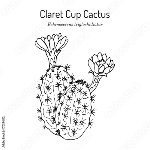 Claretcup, or Mojave mound cactus Echinocereus triglochidiatus , state cactus of Colorado photo
