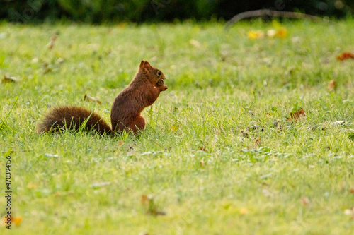 red squirrel on a grass