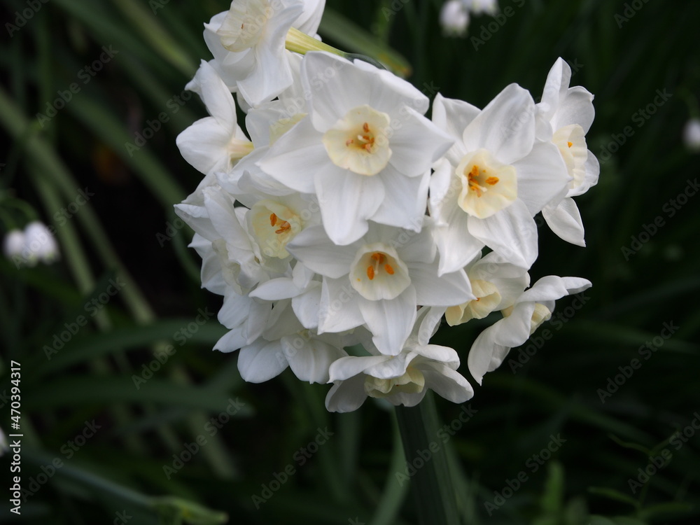 Obraz premium OLYMPUS DIGITAL CAMERA