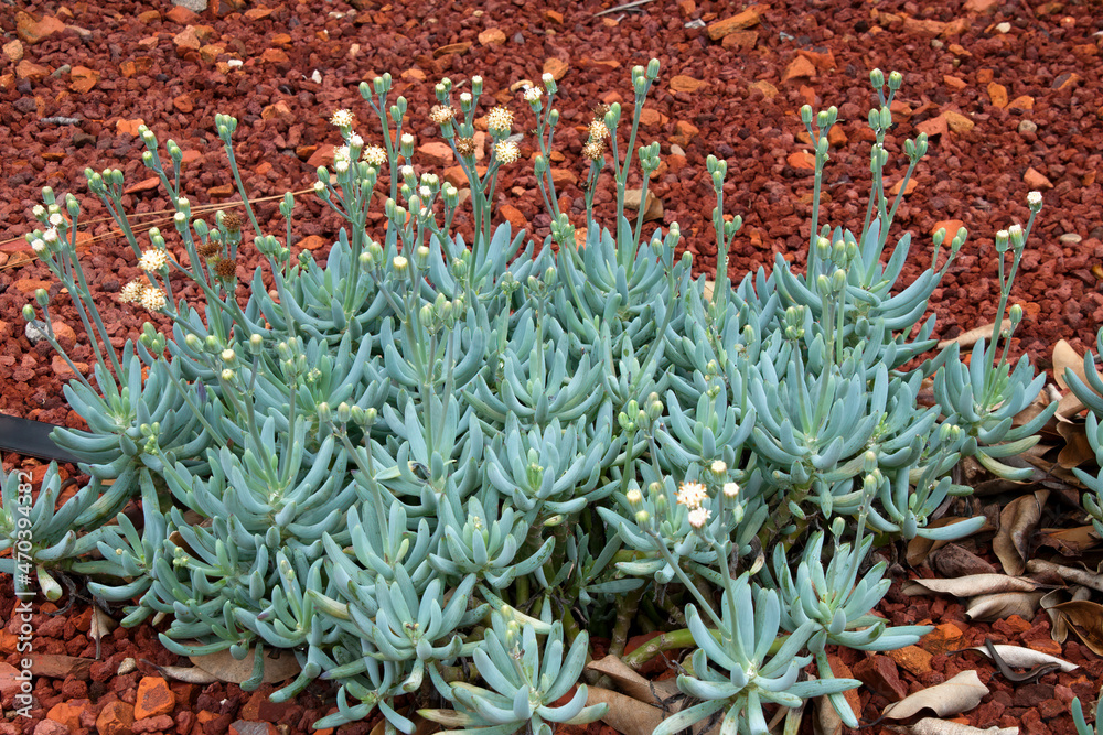 Obraz premium Sydney Australia, clump of curio repens also known as blue chalksticks ground cover