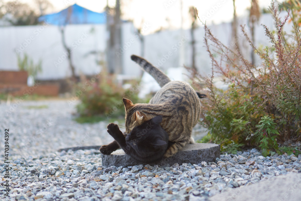Obraz premium Two kittens playing together