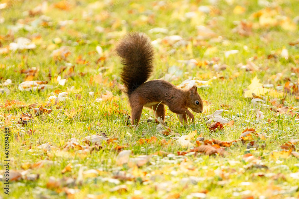 squirrel in autumn park squirrel in autumn park