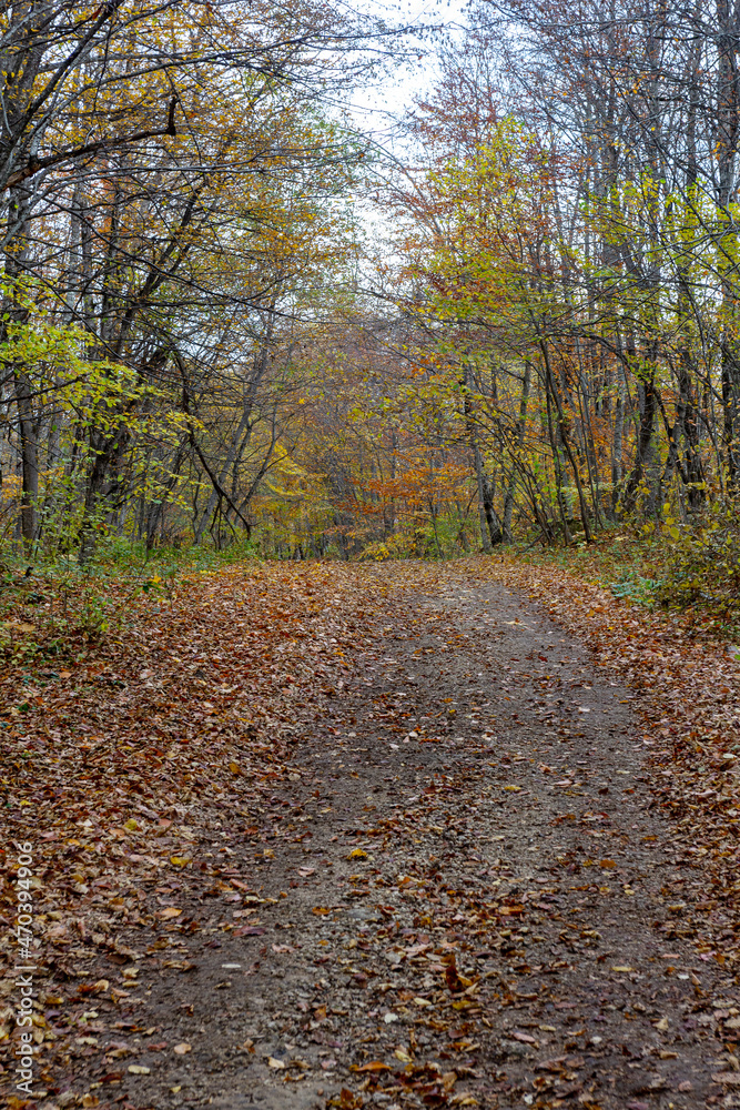 Dirt road in the autumn forest, autumn walks, nature, clouds, sky, cloudy weather, dried grass, plants,trees, yellow, foliage, close-up, state of nature.